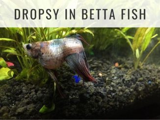 dropsy betta