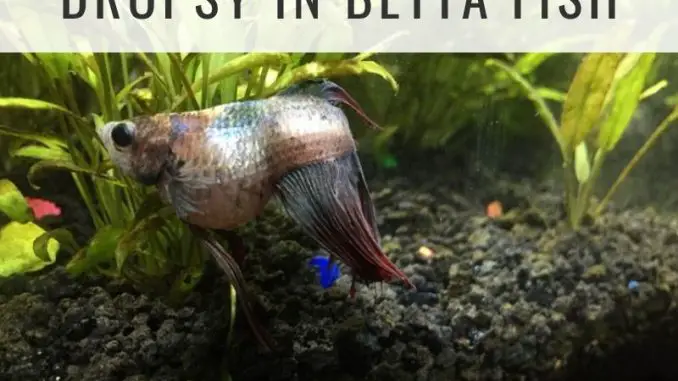 dropsy betta