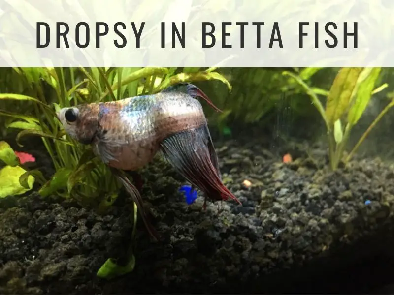dropsy in betta fish