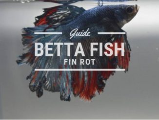 betta fin rot