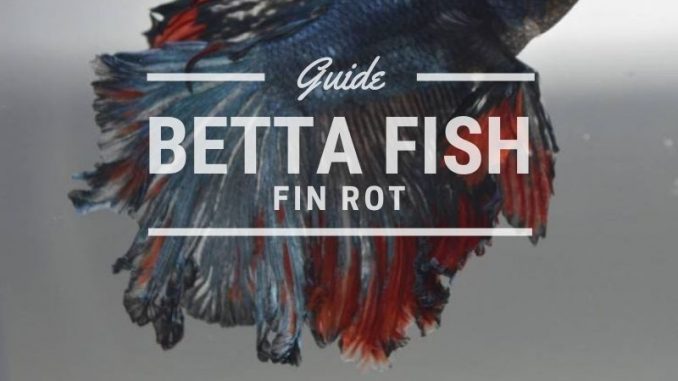 betta fin rot