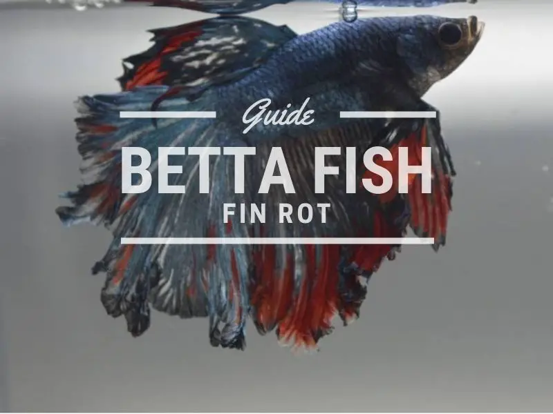 betta fish fin rot