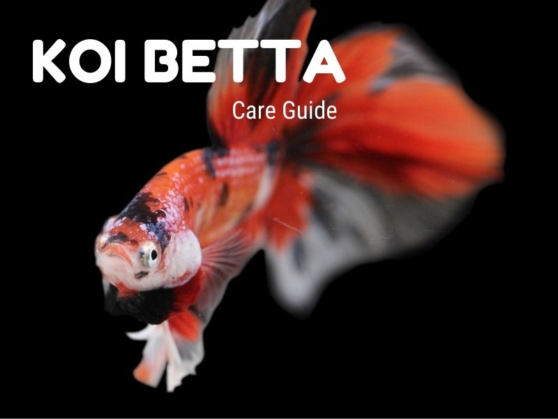 Koi Betta Care Guide & Species Profile