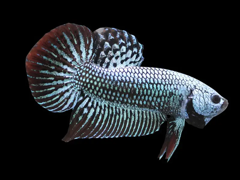 The Complete Alien Betta Care Guide Fishkeeping World