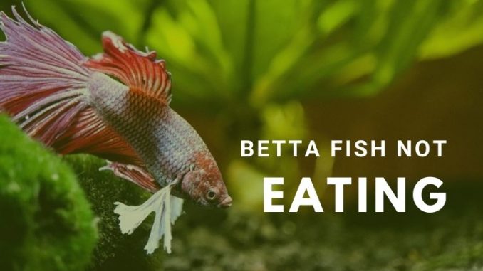 betta fish not eating