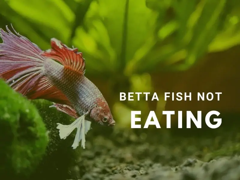 Betta Fish Not Eating