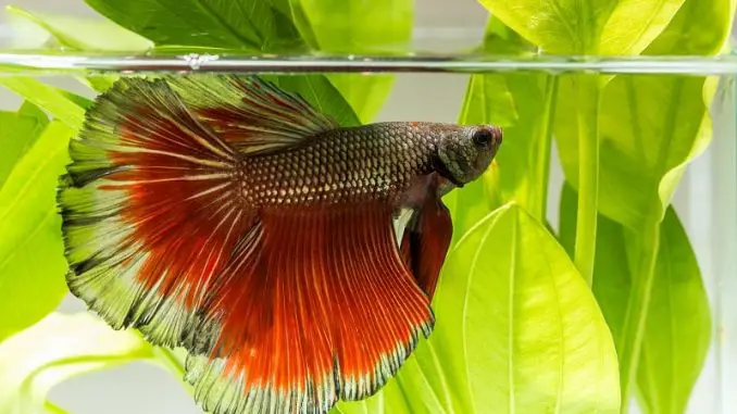 Do Betta Fish Sleep? A Guide do betta fish sleep
