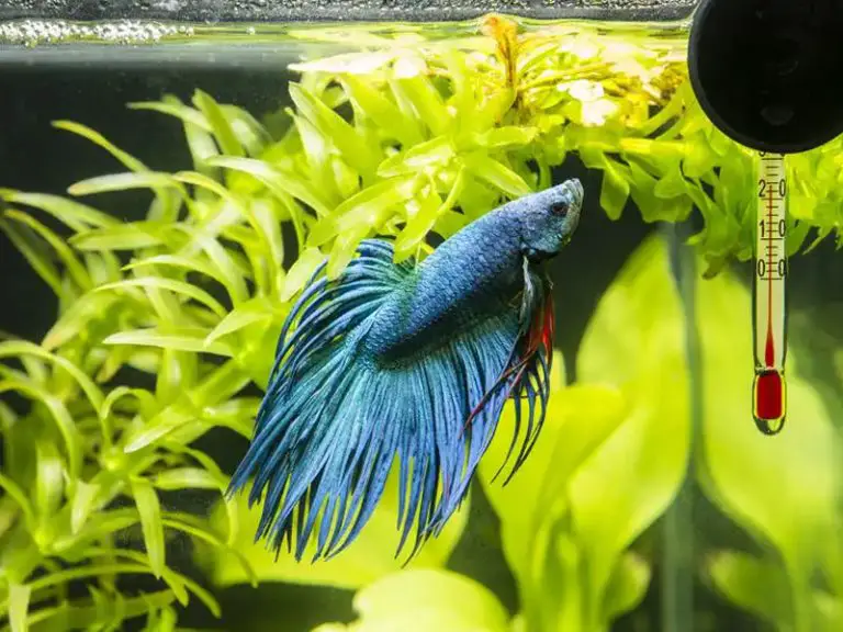 Betta Fish Water Temperature Fishkeeping World