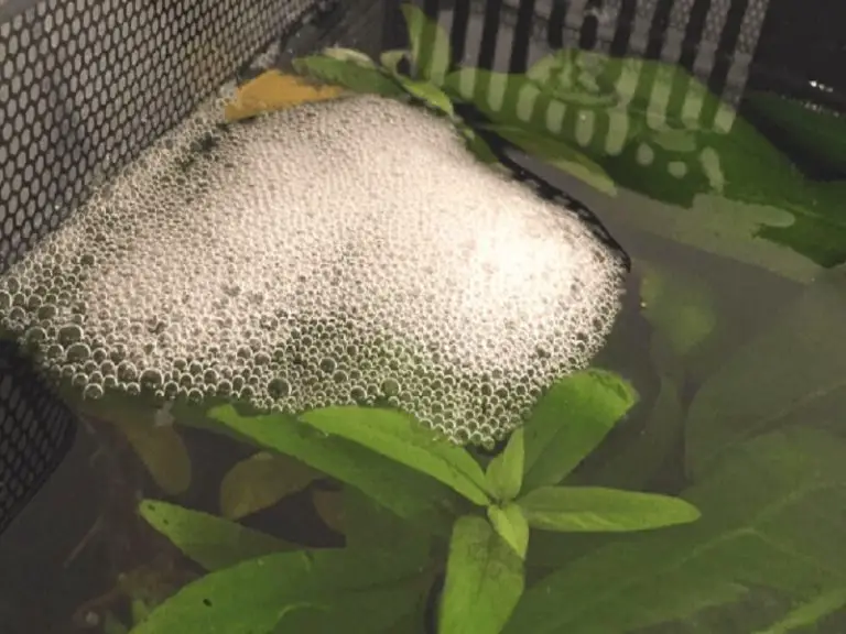 Betta Fish Bubble Nests | Fishkeeping World