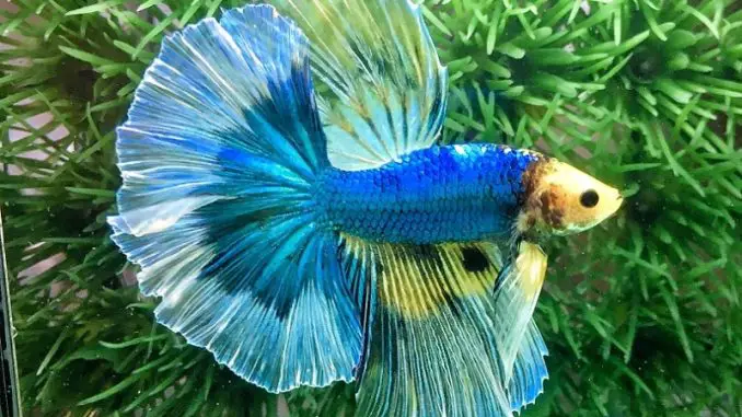 Butterfly betta