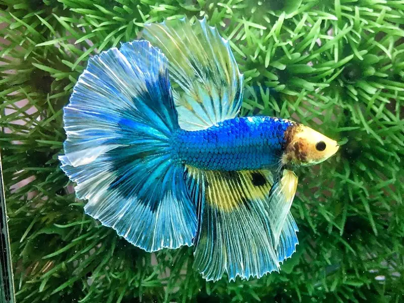 Butterfly betta