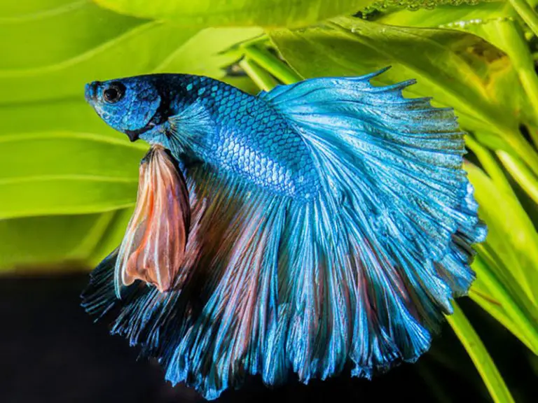 The Complete Dragon Scale Betta Care Guide Fishkeeping World