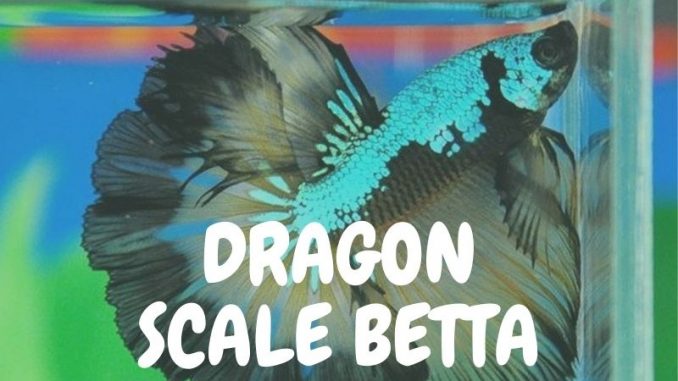 Dragon scale betta