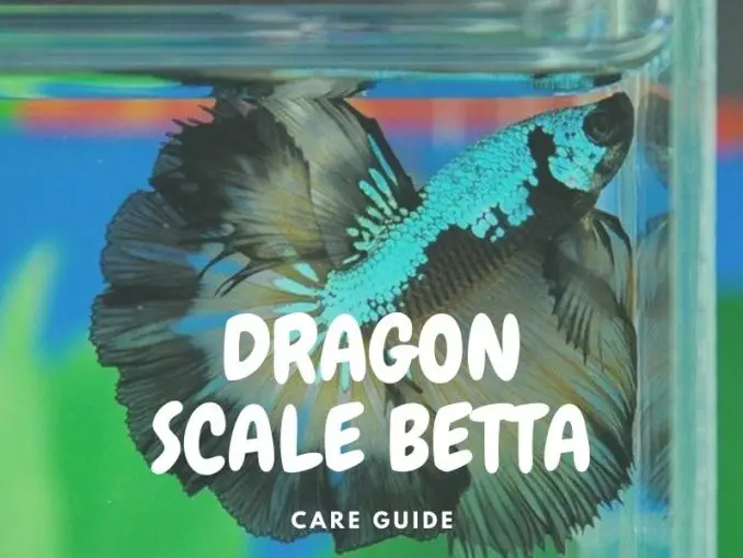 The Complete Dragon Scale Betta Care Guide Fishkeeping World