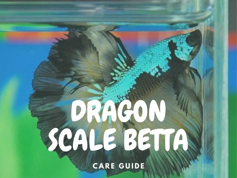 Dragon scale betta