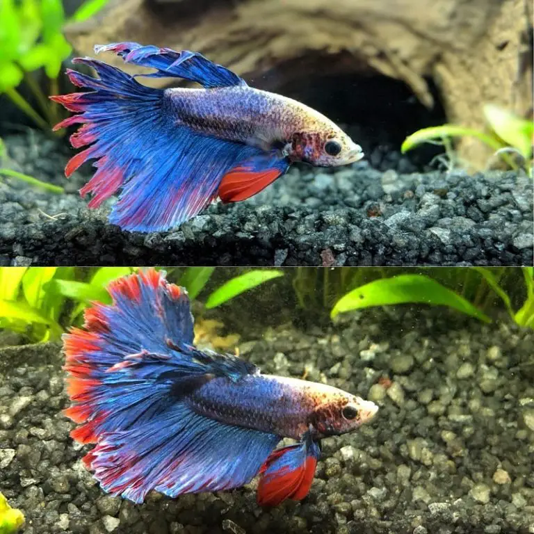 Betta Fish Fin Rot Treatment & Prevention Guide Fishkeeping World