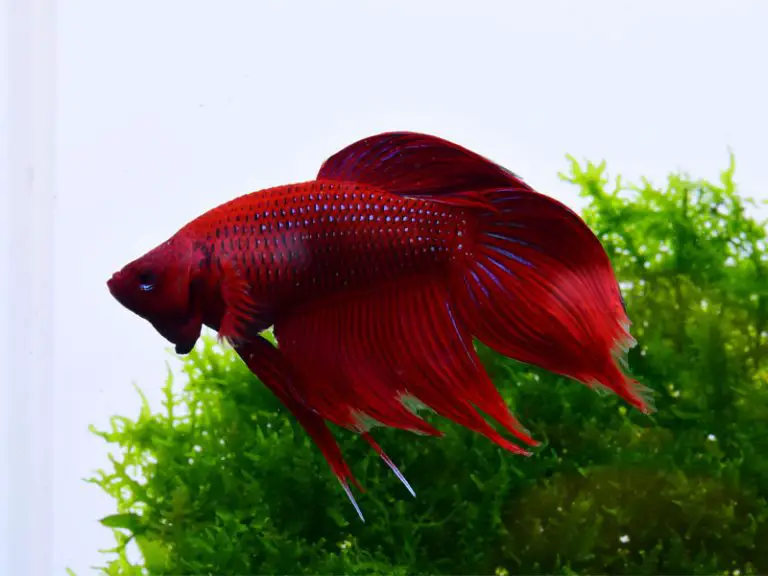 Betta Fish Fin Rot: Treatment & Prevention Guide | Fishkeeping World