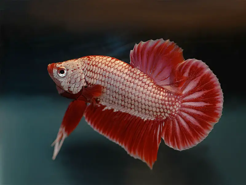 Breeding Betta Fish.