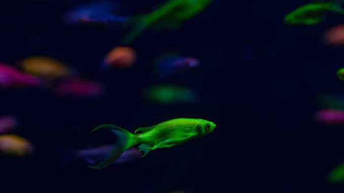The Complete GloFish Betta Care Guide Glofisg betta