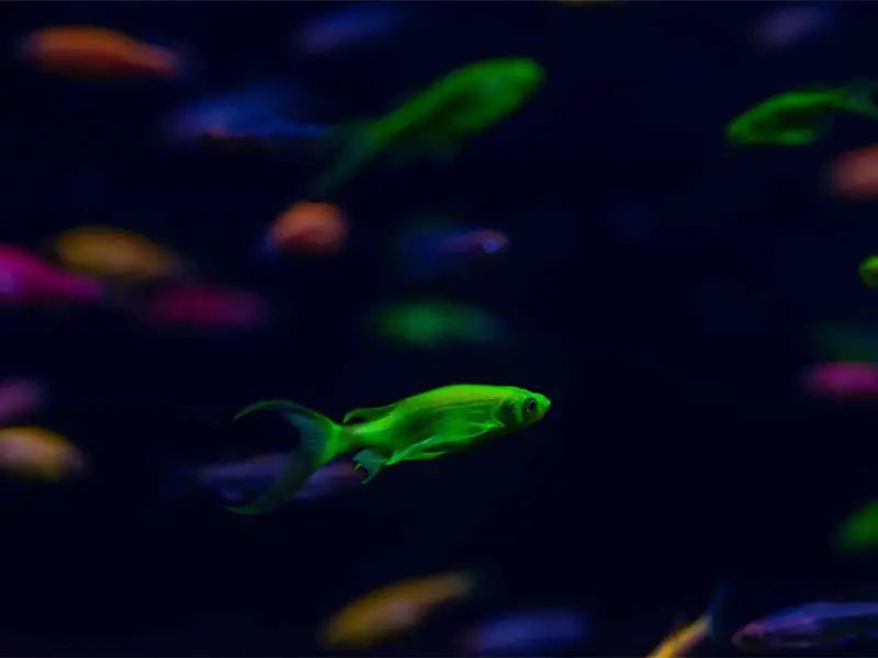 The Complete GloFish Betta Care Guide | Fishkeeping World