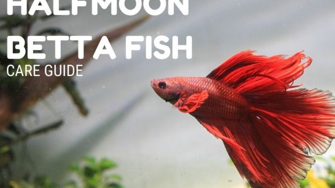 Halfmoon betta