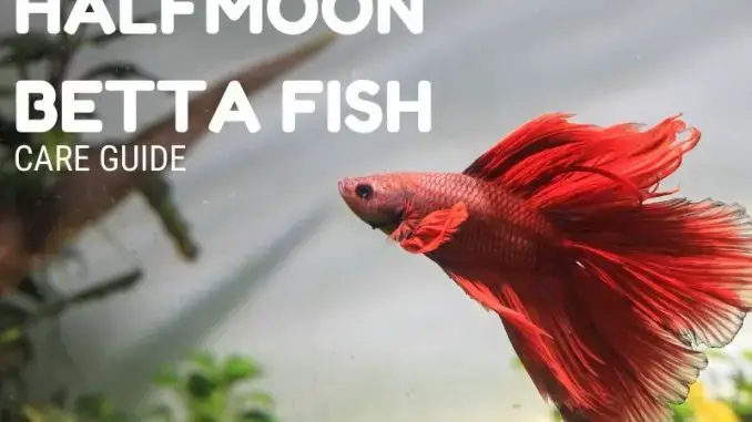How to Euthanize a Betta Fish: A Caring Guide