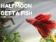 Halfmoon betta