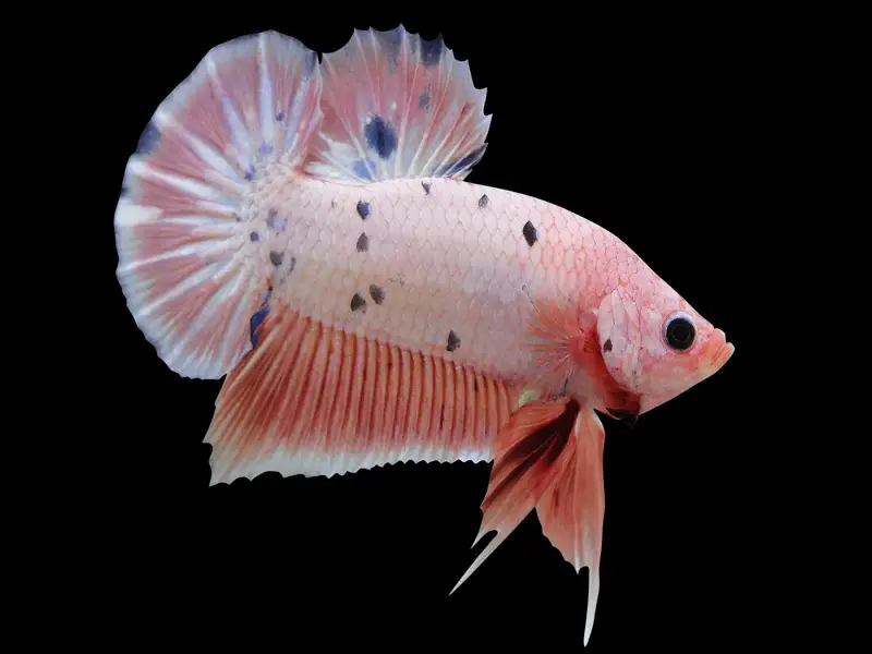Betta (Siamese Fishing Fish): Fish Species Profile