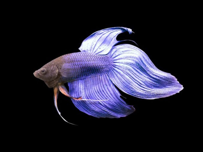 The Complete Veiltail Betta Care Guide Fishkeeping World