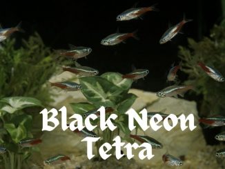 Black Neon Tetra