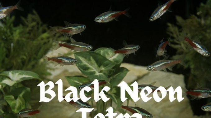 Black Neon Tetra