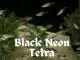 Black Neon Tetra