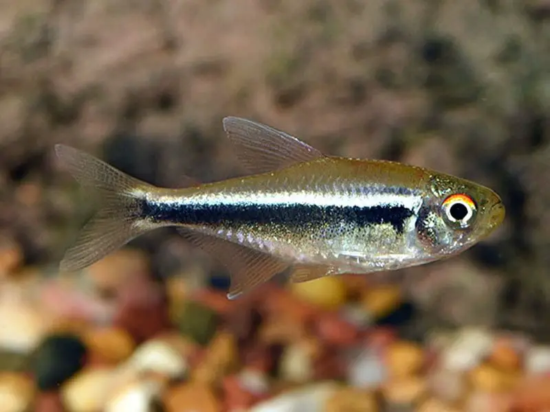 A single black neon tetra swimming near the bottom