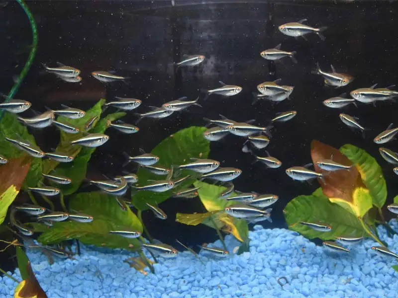 A large school of black neon tetras in a planted tank