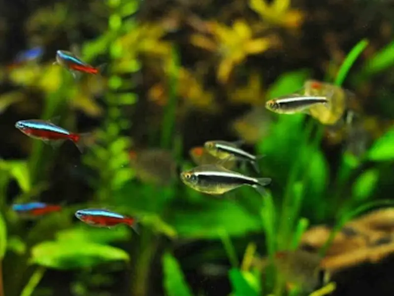 Three black neon tetras swimming near other neon tetras