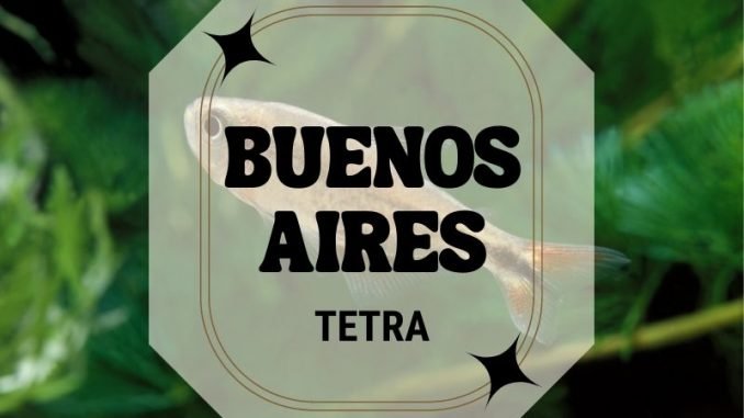 Buenos Aires Tetra Buenos Aires Tetra