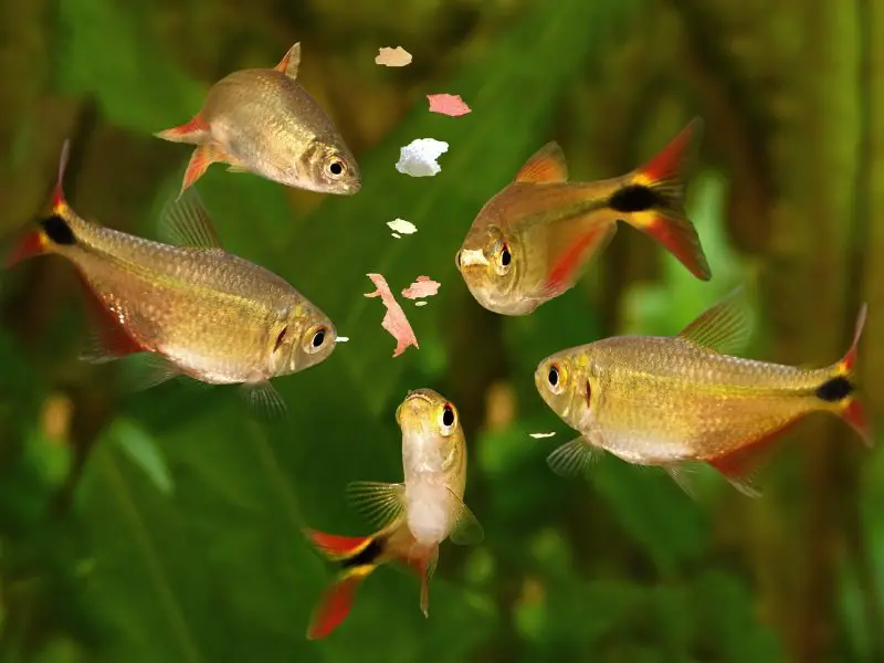 A small school of Buenos Aires tetras feeding on fish flakes