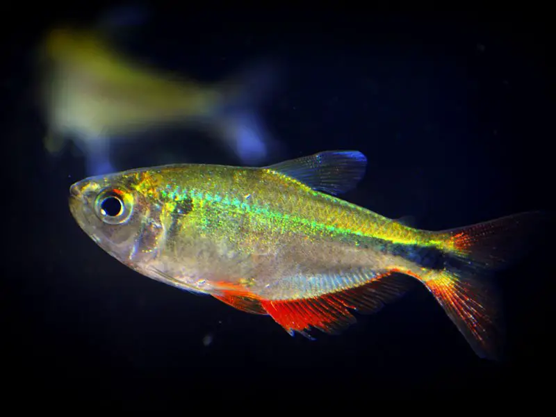 A vibrant Buenos Aires tetra swimming in the darkness of a tank