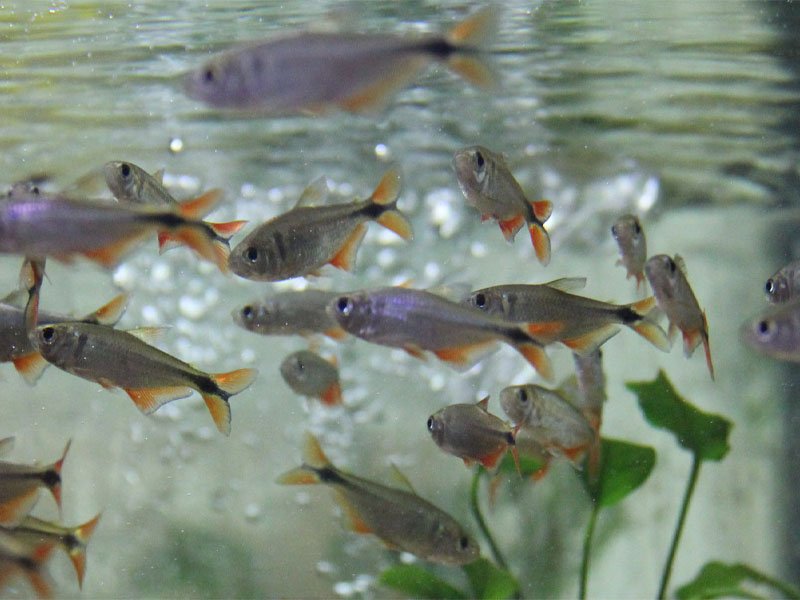 A large school of Buenos Aires tetras swimming and feeding