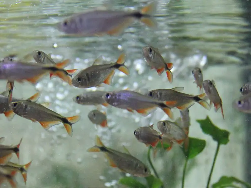 A large school of Buenos Aires tetras swimming and feeding