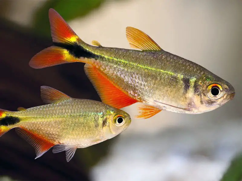 Two Buenos Aires tetras swimming together