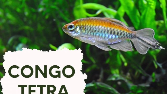 CONGO TETRA