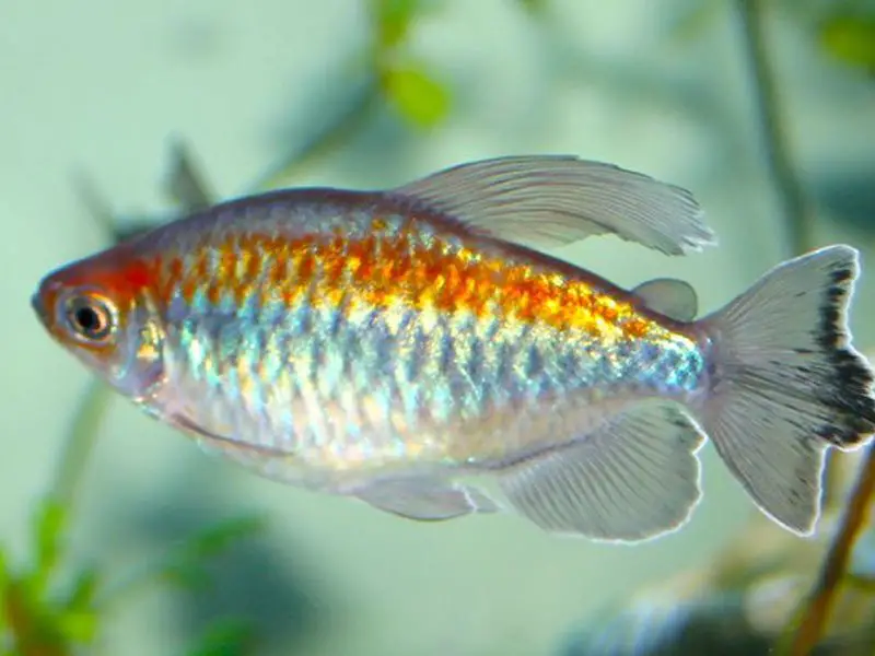 A beautiful Congo tetra swimming by itself in the tank