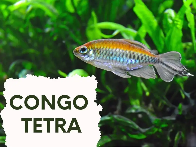 A Congo tetra swimming near aquarium plants with a title card