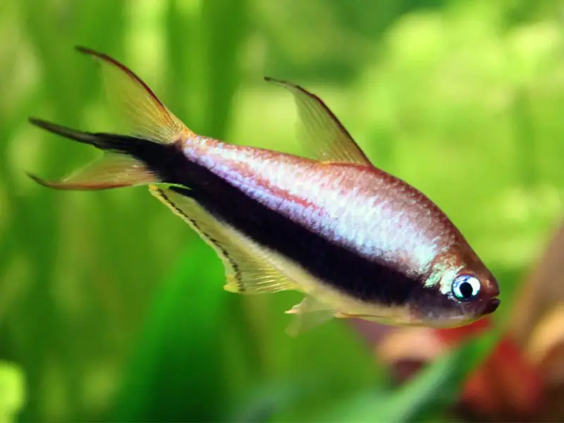 A reddish emperor tetra swimming near some aquarium flora