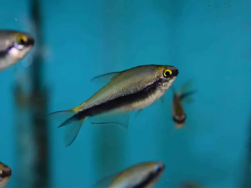 A school of emperor tetras swimming together