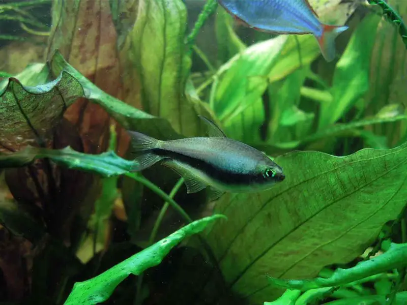 Two bluish emperor tetras swimming near the bottom of a tank