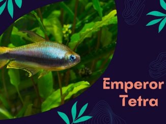 Emperor Tetra