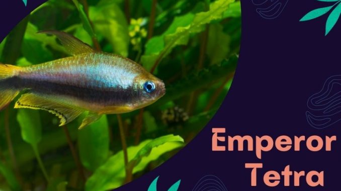 Emperor Tetra