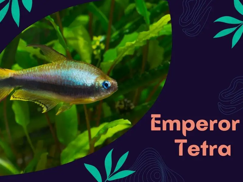 Emperor tetra featured image with one specimen swimming in some aquarium plants